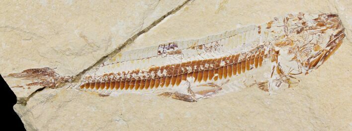 Bargain, Cretaceous Viper Fish (Prionolepis) - Lebanon #147169